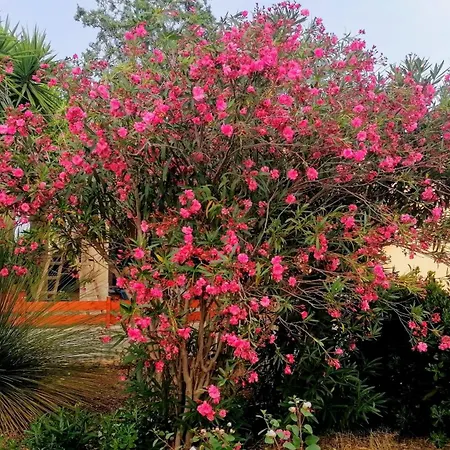 Mary 산 피에트로 인 베바냐